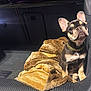 french_bulldog, puppy, dog, pet, blanket, fur, gold_chain, car_interior, trunk, cozy, cute, sitting, looking_up, animal, mammal, companion, indoors, soft_texture, brown, black