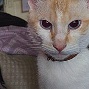 Pheonix is registered to the contest to win money with this photo: animal, background, blanket, cat, close_up, collar, cozy, cream, curious, domestic, ears, eyes, face, feline, fur, indoor, looking, pet, whiskers, white
