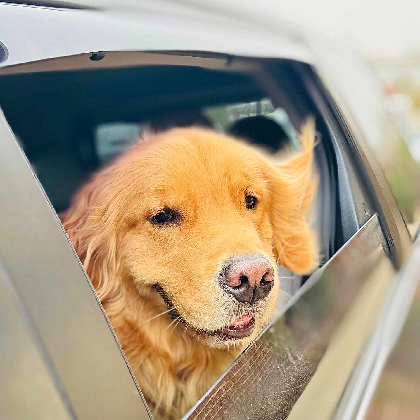 Sunny is registered to the contest to win money with this photo: animal, canine, car, closeup, dog, ears, fluffy, friendly, fur, golden_retriever, happy, muzzle, nature, outdoor, pet, portrait, smiling, transportation, vehicle, window