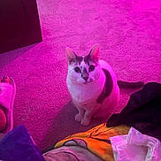 Bella is registered to the contest to win money with this photo: cat, carpet, purple_light, indoor, blanket, slipper, pet, fur, animal, curious, sitting, domestic, cozy, colorful, floor, looking_up, white_and_gray_cat, home, cute, feline