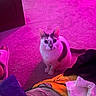 cat, carpet, purple_light, indoor, blanket, slipper, pet, fur, animal, curious, sitting, domestic, cozy, colorful, floor, looking_up, white_and_gray_cat, home, cute, feline