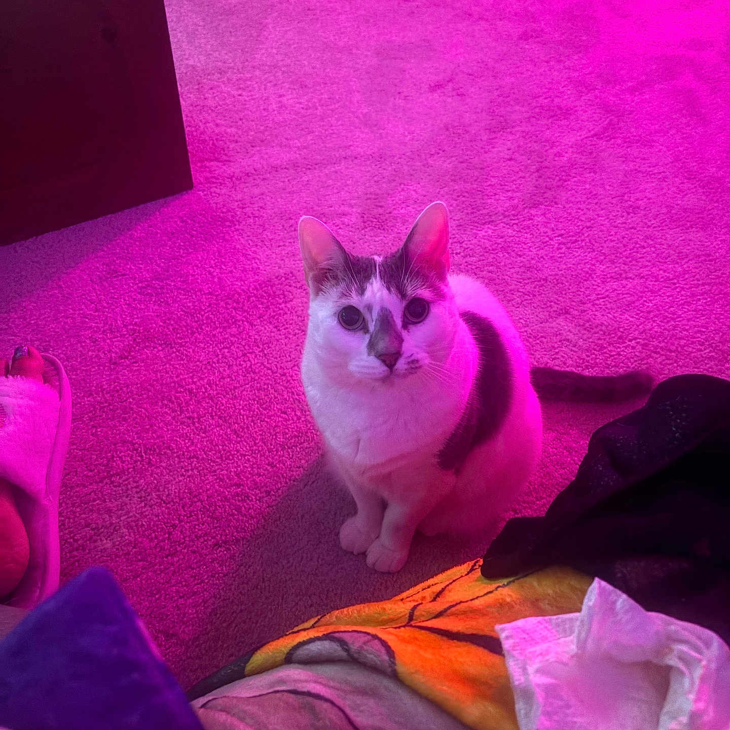 Bella is registered to the contest to win money with this photo: cat, carpet, purple_light, indoor, blanket, slipper, pet, fur, animal, curious, sitting, domestic, cozy, colorful, floor, looking_up, white_and_gray_cat, home, cute, feline