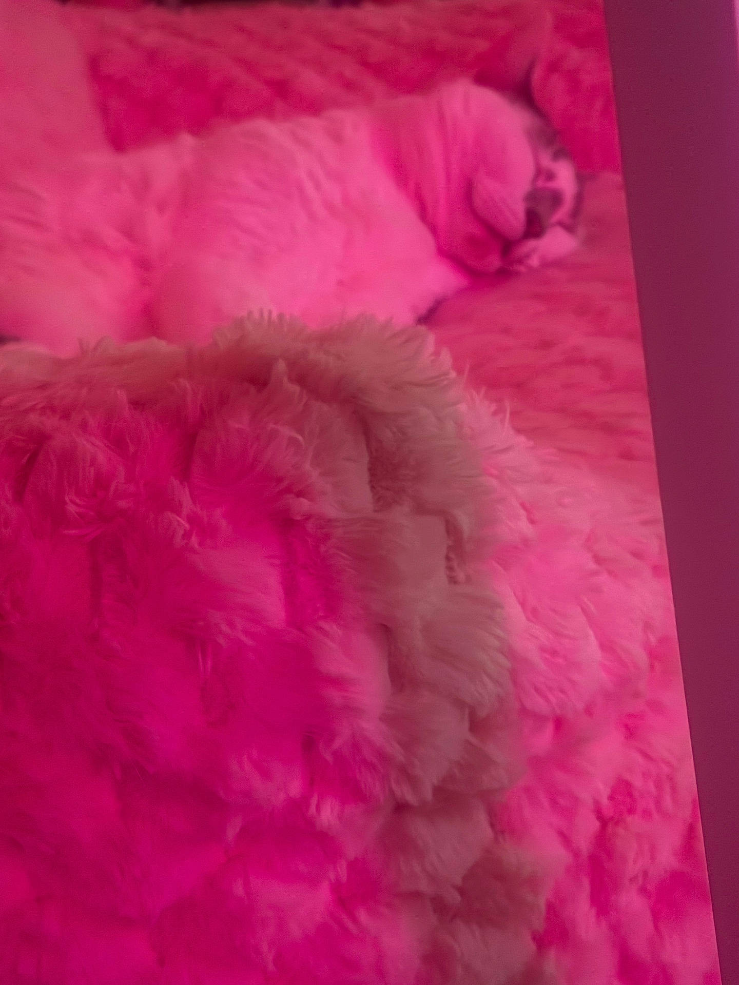 Bella joined the competition — help win amazing prizes! animal, bed, blanket, cat, closeup, comfort, cozy, cute, feline, fluffy, fur, home, indoor, nap, pink_tint, relaxation, resting, sleeping, soft_texture, warm