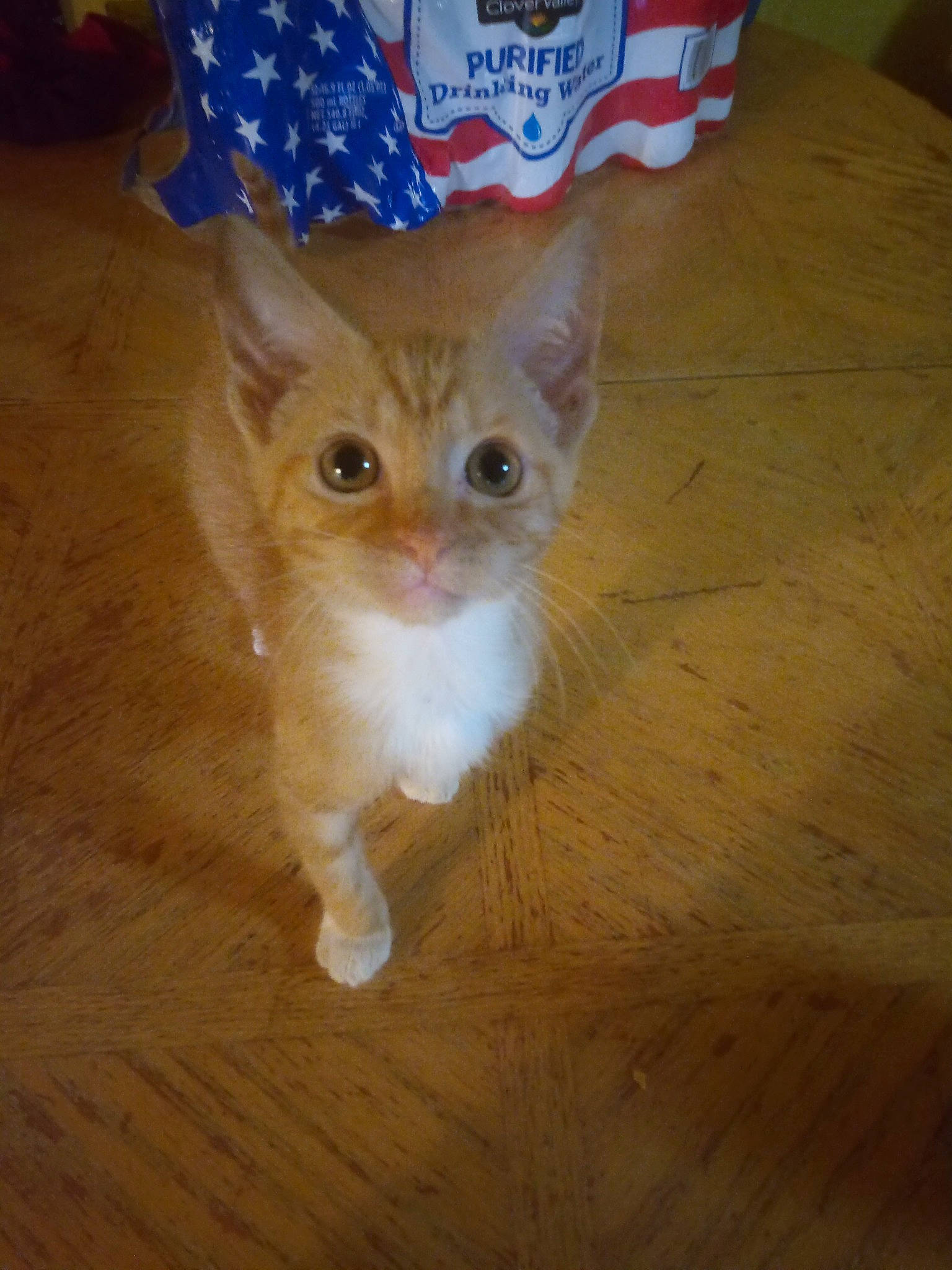 Peaches is registered to the contest to win money with this photo: box, carnivore, cat, domestic_short_haired_cat, fawn, felidae, flooring, fur, hardwood, paw, pet_supply, plank, small_to_medium_sized_cats, snout, tail, varnish, whiskers, wood, wood_flooring, wood_stain