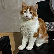 Horus a rejoint le concours — aidez-le/la à gagner de superbes lots ! cat, orange_and_white, fluffy, sitting, indoor, lamp, black_surface, curious, pet, feline, whiskers, ears, paws, fur, domestic_animal, looking_at_camera, household, cozy, shadow, closeup