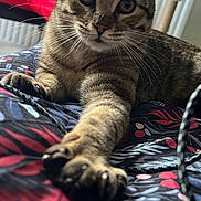 Gribouille a rejoint le concours — aidez-le/la à gagner de superbes lots ! bed, blanket, cat, cat_tree, claws, close_up, ears, eyes, fur, indoor, looking_at_camera, patterned_bedding, paw, paws, portrait, radiator, relaxed, shallow_depth_of_field, tabby_cat, whiskers