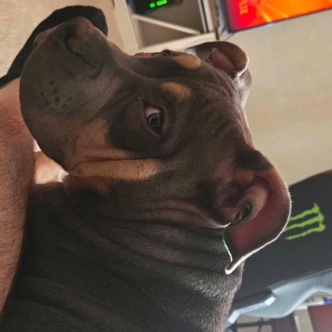 Hazel joined the competition — help win amazing prizes! accessories, animal, bulldog, canine, clothing, computerhardware, dog, electronics, face, glasses, hardware, head, monitor, person, pet, photography, portrait, puppy, screen, tv