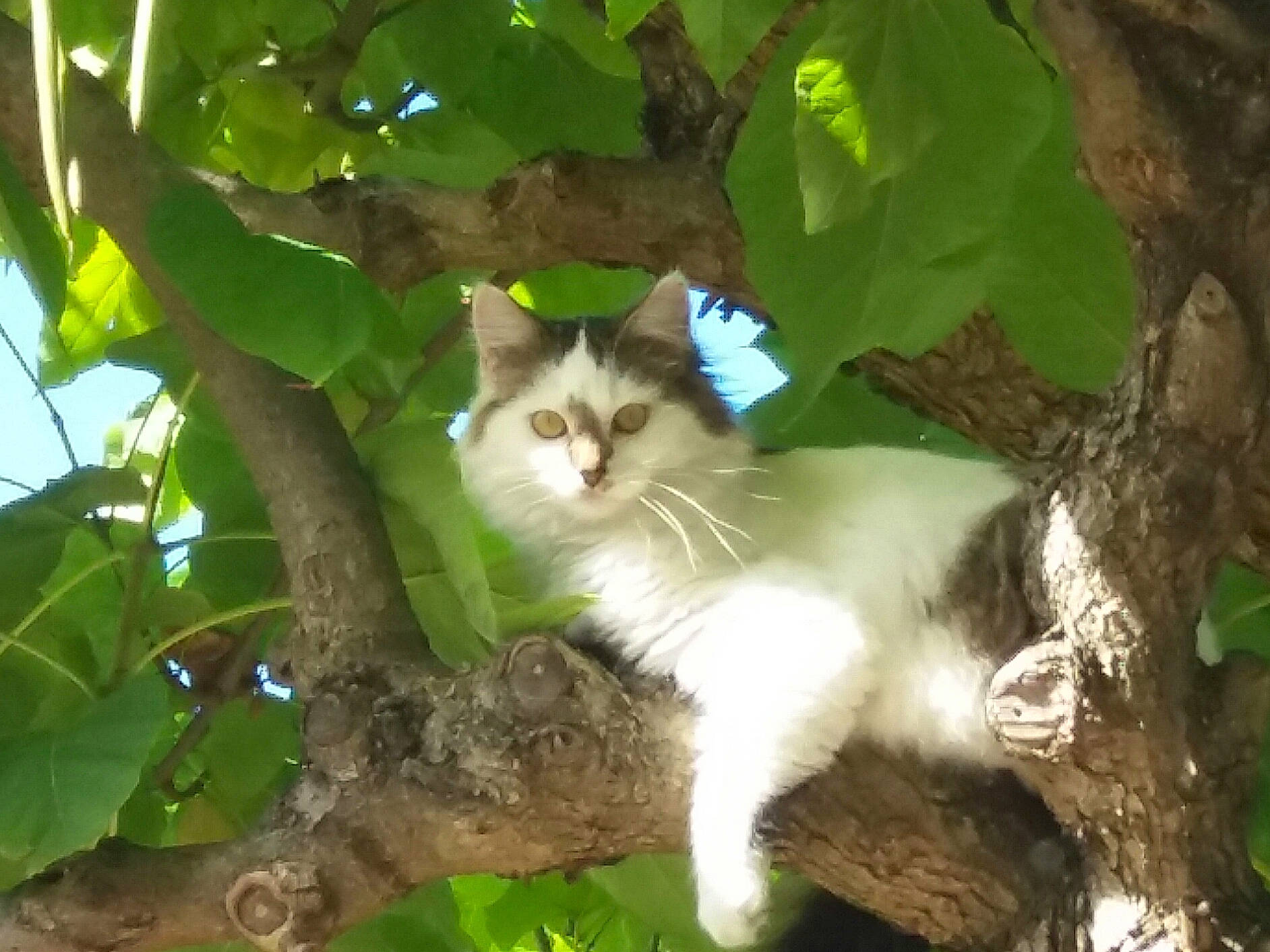 Fifille a rejoint le concours — aidez-le/la à gagner de superbes lots ! aegean_cat, carnivore, cat, domestic_long_haired_cat, domestic_short_haired_cat, eye, felidae, iris, leaf, mammal, norwegian_forest_cat, plant, ragdoll, siberian, small_to_medium_sized_cats, tree, whiskers