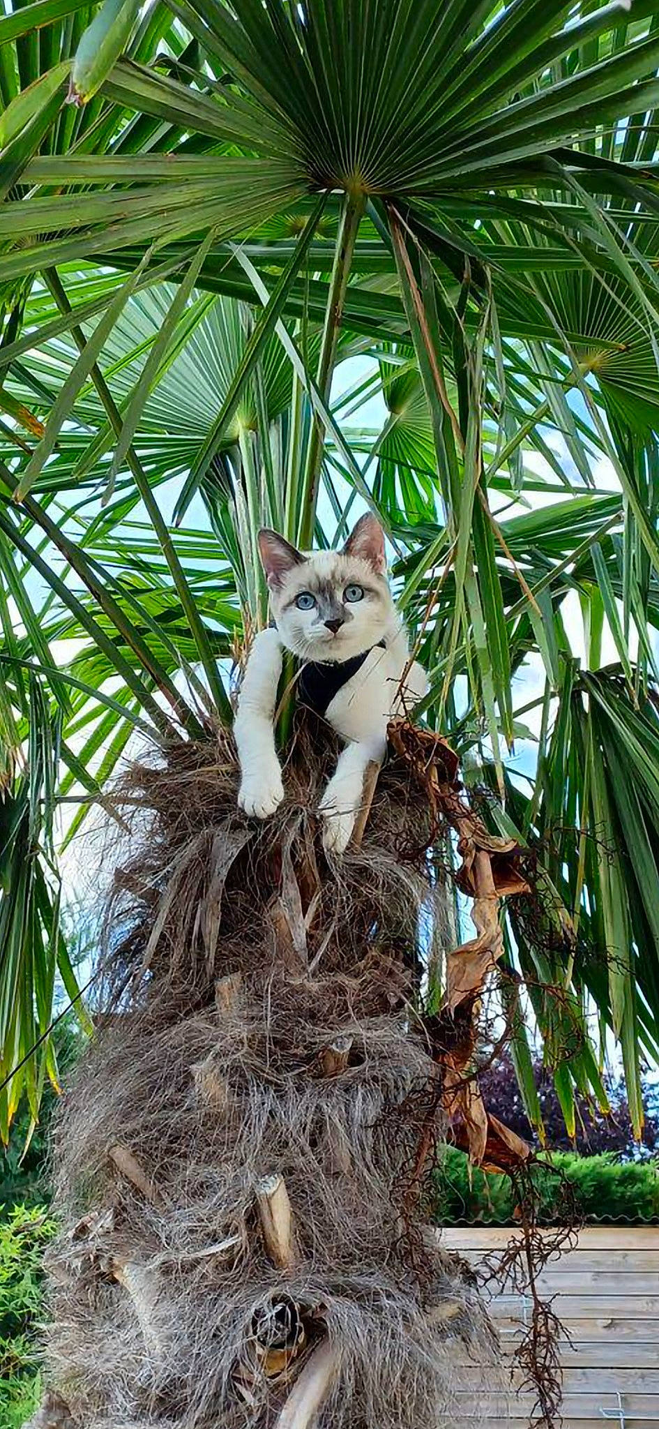 Charly a rejoint le concours — aidez-le/la à gagner de superbes lots ! arecales, branch, carnivore, cat, fawn, felidae, fur, grass, organism, palm_tree, plant, small_to_medium_sized_cats, terrestrial_animal, terrestrial_plant, tree, trunk, twig, whiskers, wildlife, wood