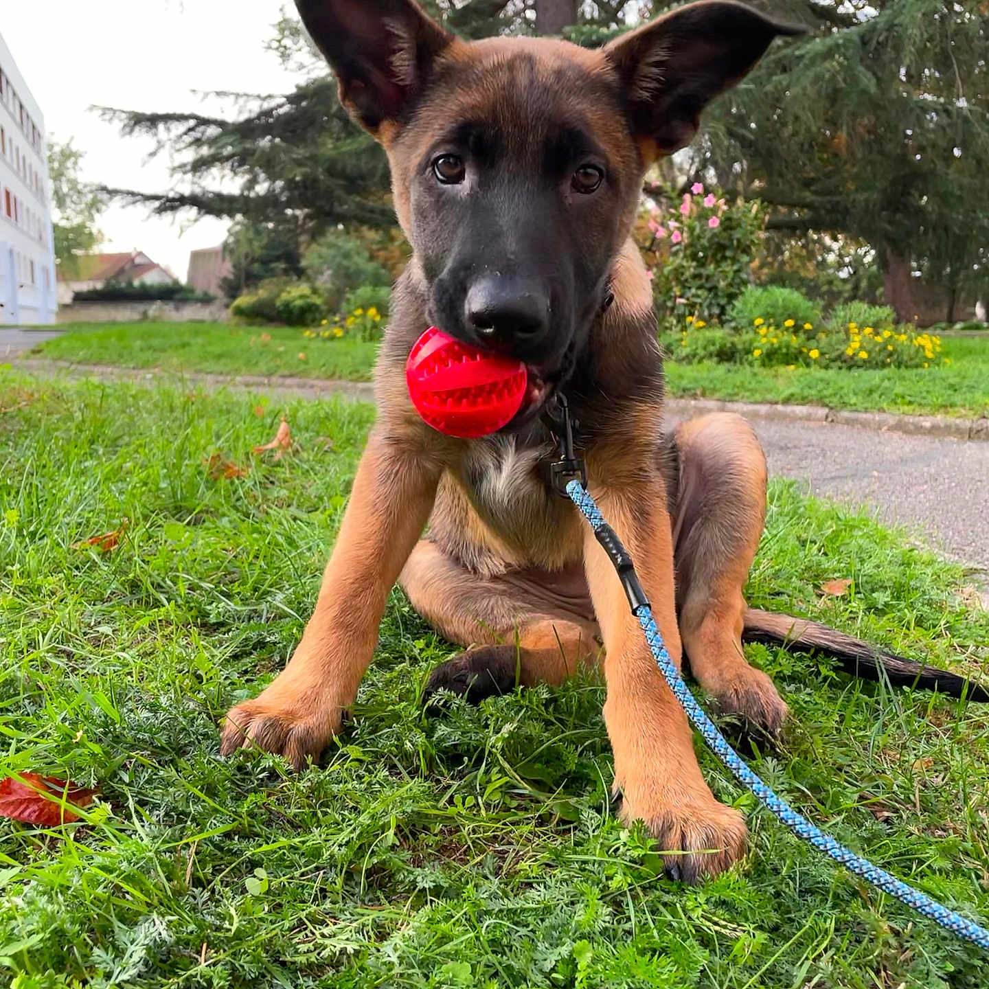 Topaze a rejoint le concours — aidez-le/la à gagner de superbes lots ! accessories, animal, architecture, building, canine, dog, grass, herbal, nature, outdoors, park, pet, plant, puppy, shelter, strap, summer, tree, vegetation, yard