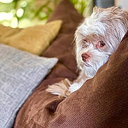 Mia joined the competition — help win amazing prizes! dog, pet, couch, pillow, brown, white, beige, indoor, cozy, fluffy, side_eye, fur, relaxed, home, living_room, soft_focus, blurred_background, comfort, animal, cute