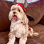 Mia joined the competition — help win amazing prizes! dog, pet, costume, devil, horns, wings, brown_couch, tongue_out, fluffy, cute, indoor, fur, animal, playful, small_dog, white_fur, adorable, sitting, portrait, funny_costume