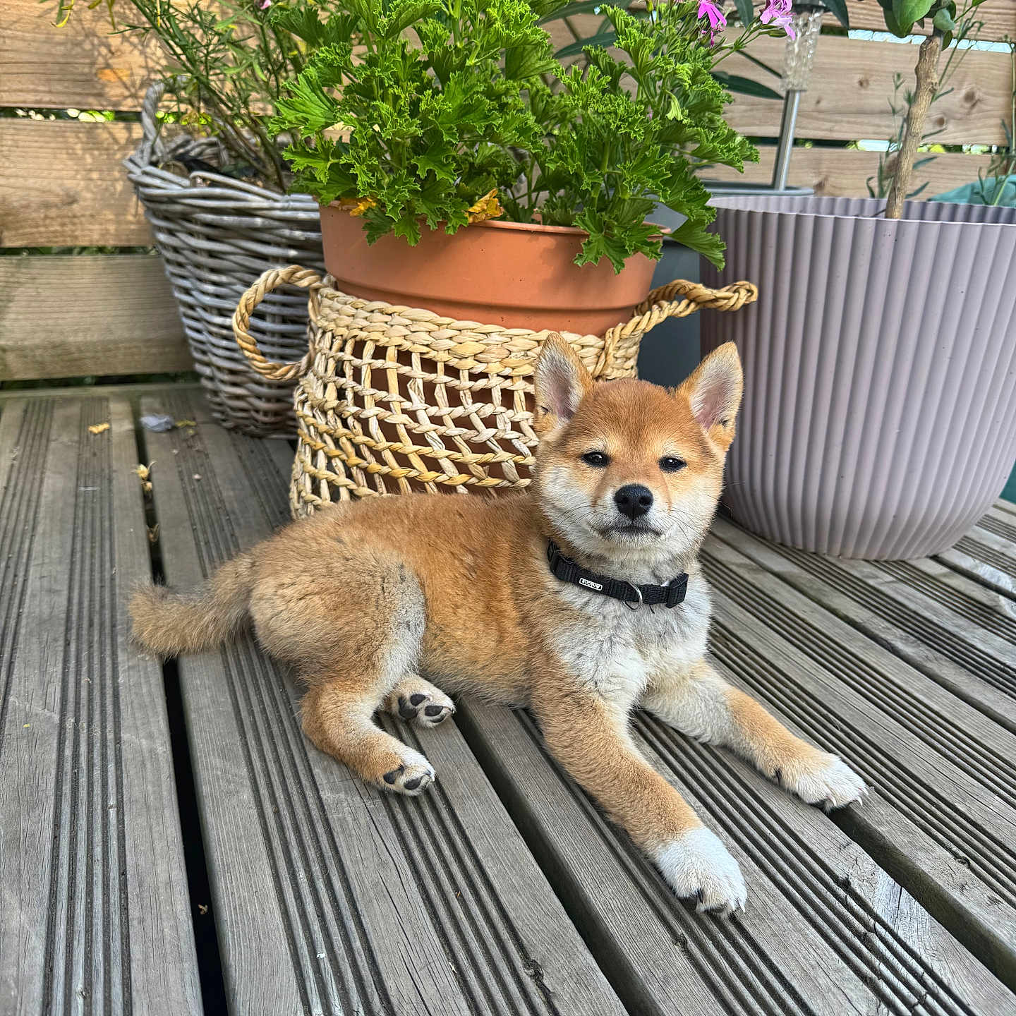 June a rejoint le concours — aidez-le/la à gagner de superbes lots ! animal, canine, collar, cute, dog, flower_pot, fur, garden, greenery, laying_down, nature, outdoor, pet, plants, puppy, relaxed, shiba_inu, summer, wooden_deck, young_dog