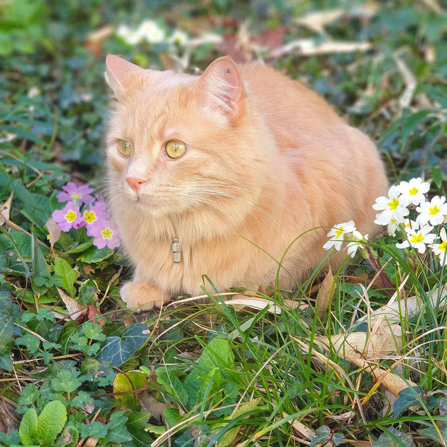 Vanille a rejoint le concours — aidez-le/la à gagner de superbes lots ! abyssinian, anemone, animal, cat, daisy, face, flower, geranium, grass, head, herbal, herbs, kitten, leaf, manx, person, pet, petal, plant, soil