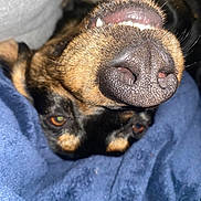 George joined the competition — help win amazing prizes! dog, snout, teeth, nose, close_up, blanket, blue_blanket, pet, animal, fur, brown_fur, black_fur, eyes, cozy, indoor, cute, upside_down, sleeping, resting, whiskers