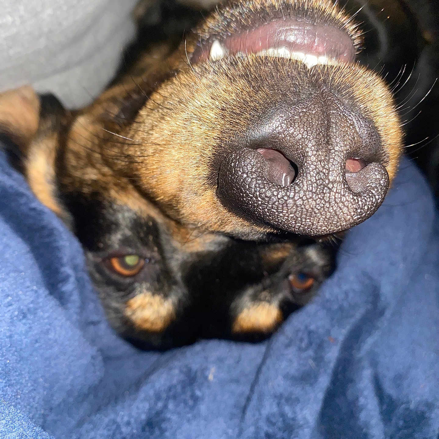 George joined the competition — help win amazing prizes! animal, black_fur, blanket, blue_blanket, brown_fur, close_up, cozy, cute, dog, eyes, fur, indoor, nose, pet, resting, sleeping, snout, teeth, upside_down, whiskers