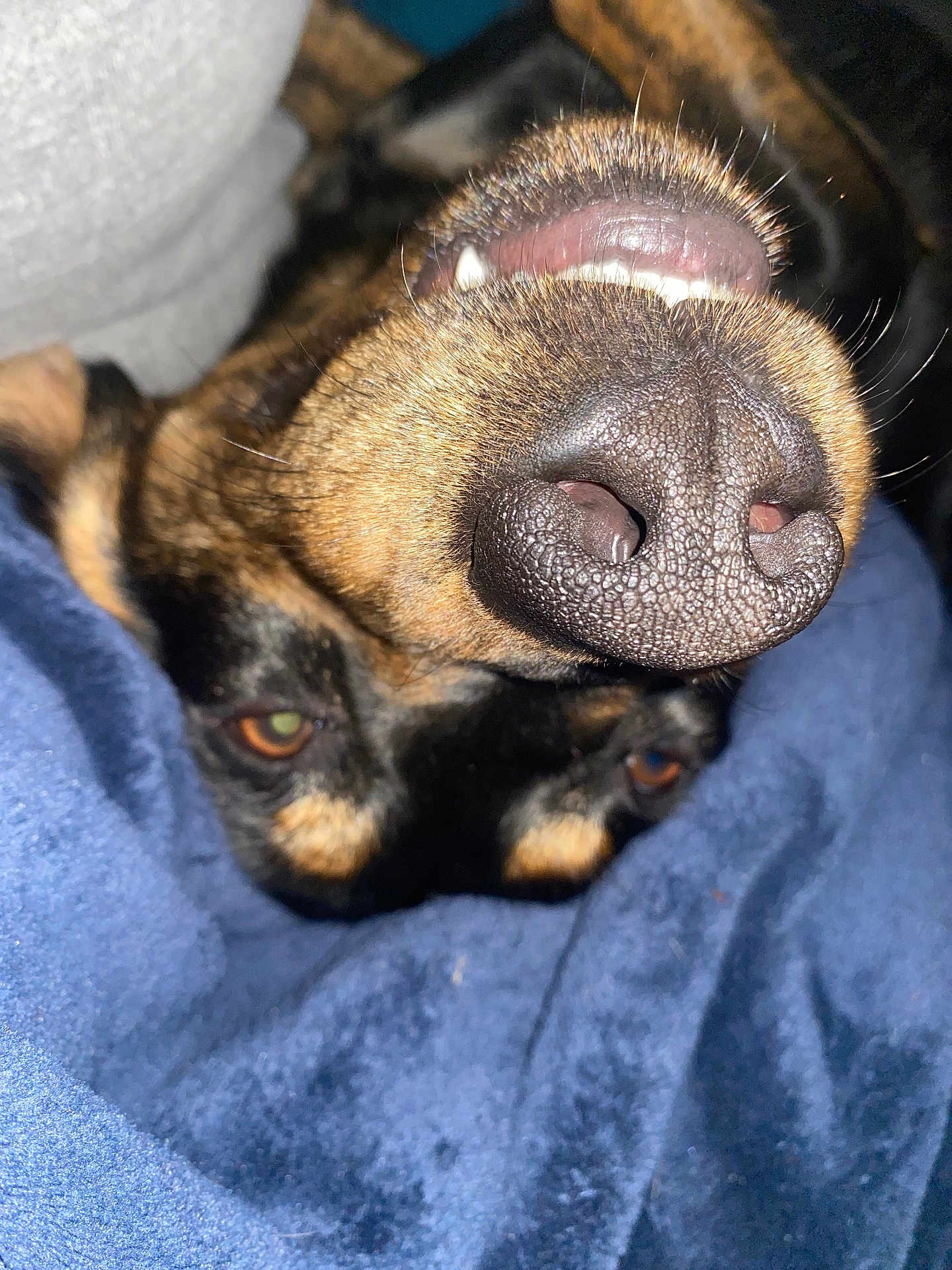George joined the competition — help win amazing prizes! dog, snout, teeth, nose, close_up, blanket, blue_blanket, pet, animal, fur, brown_fur, black_fur, eyes, cozy, indoor, cute, upside_down, sleeping, resting, whiskers