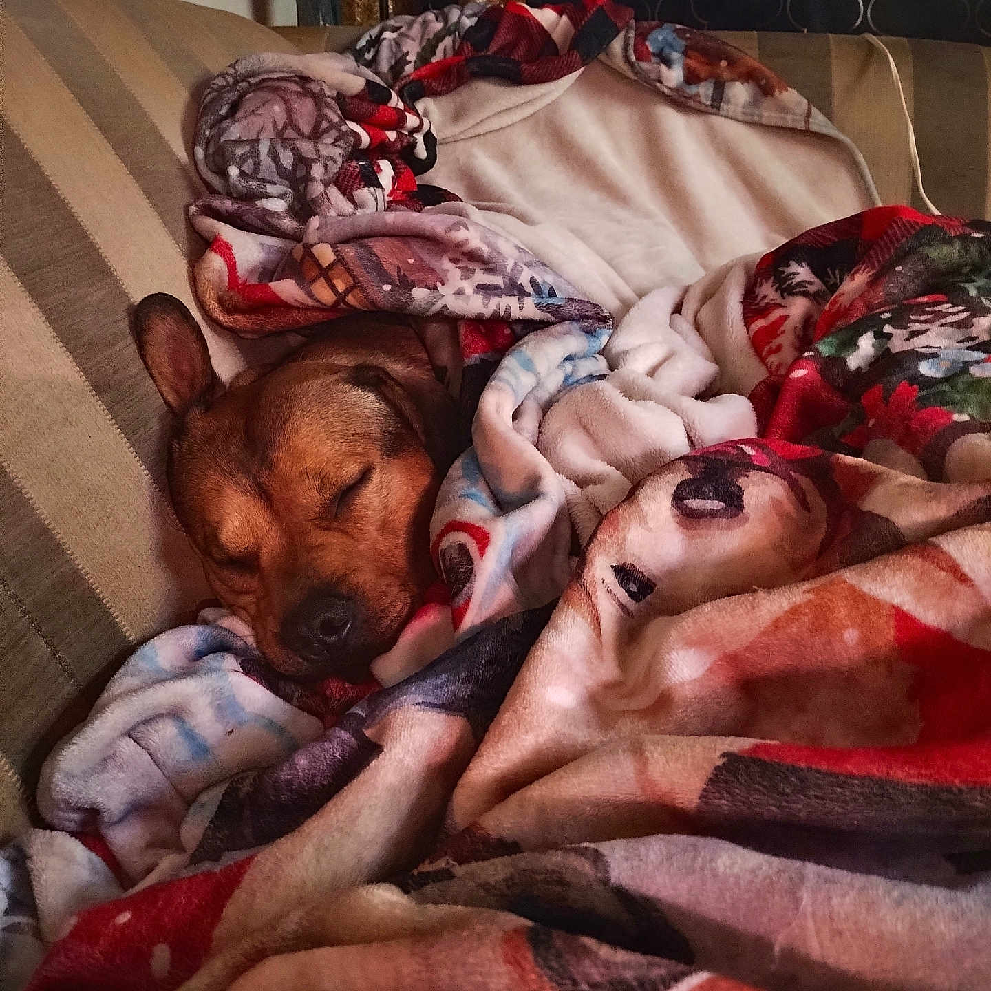 Bear joined the competition — help win amazing prizes! animal, baby, bed, bedroom, blanket, canine, couch, dog, face, furniture, head, homedecor, hound, linen, person, pet, photography, portrait, puppy, quilt