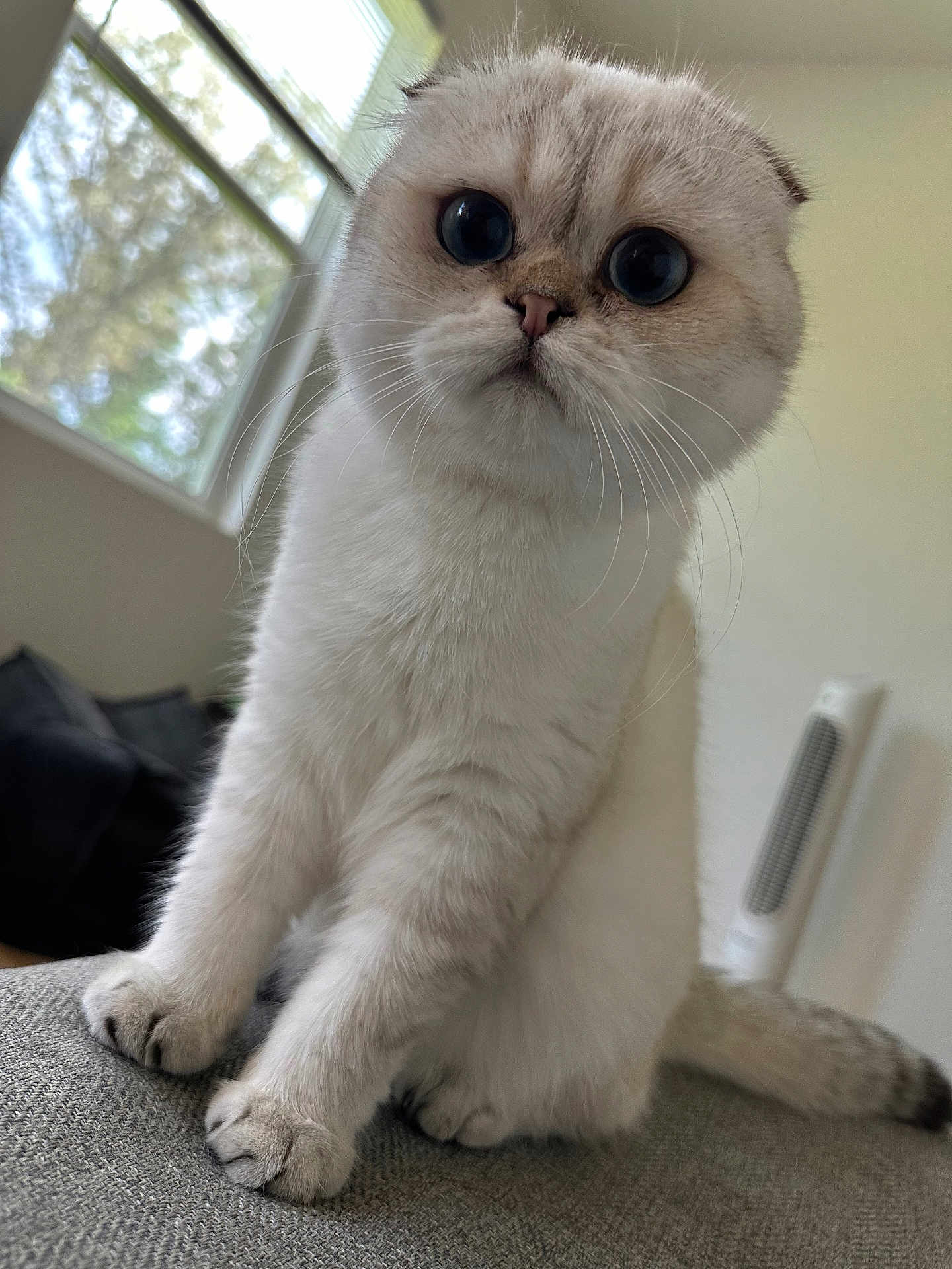 Snow is registered to the contest to win money with this photo: cat, scottish_fold, cute, fluffy, indoor, pet, whiskers, ears, wide_eyes, curious, couch, furniture, window, natural_light, fur, animal, mammal, domestic, portrait, close_up