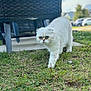 cat, white_cat, blue_eyes, grass, outdoor, feline, walking, wicker_chair, backyard, nature, pet, cute, animal, fur, close_up, daylight, greenery, focused, domestic_cat, small_animal