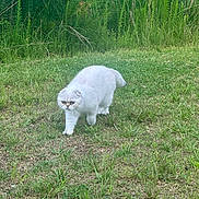 Snow is registered to the contest to win money with this photo: cat, white_cat, grass, outdoor, nature, greenery, animal, pet, walking, fur, serious, plants, field, mammal, daylight, closeup, cute, small_animal, wildlife, exploration
