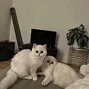 Snow And Bunny is registered to the contest to win money with this photo: animal, architecture, building, cat, computerhardware, couch, electronics, furniture, indoors, jar, kitten, livingroom, pet, plant, planter, pottedplant, pottery, room, screen, vase