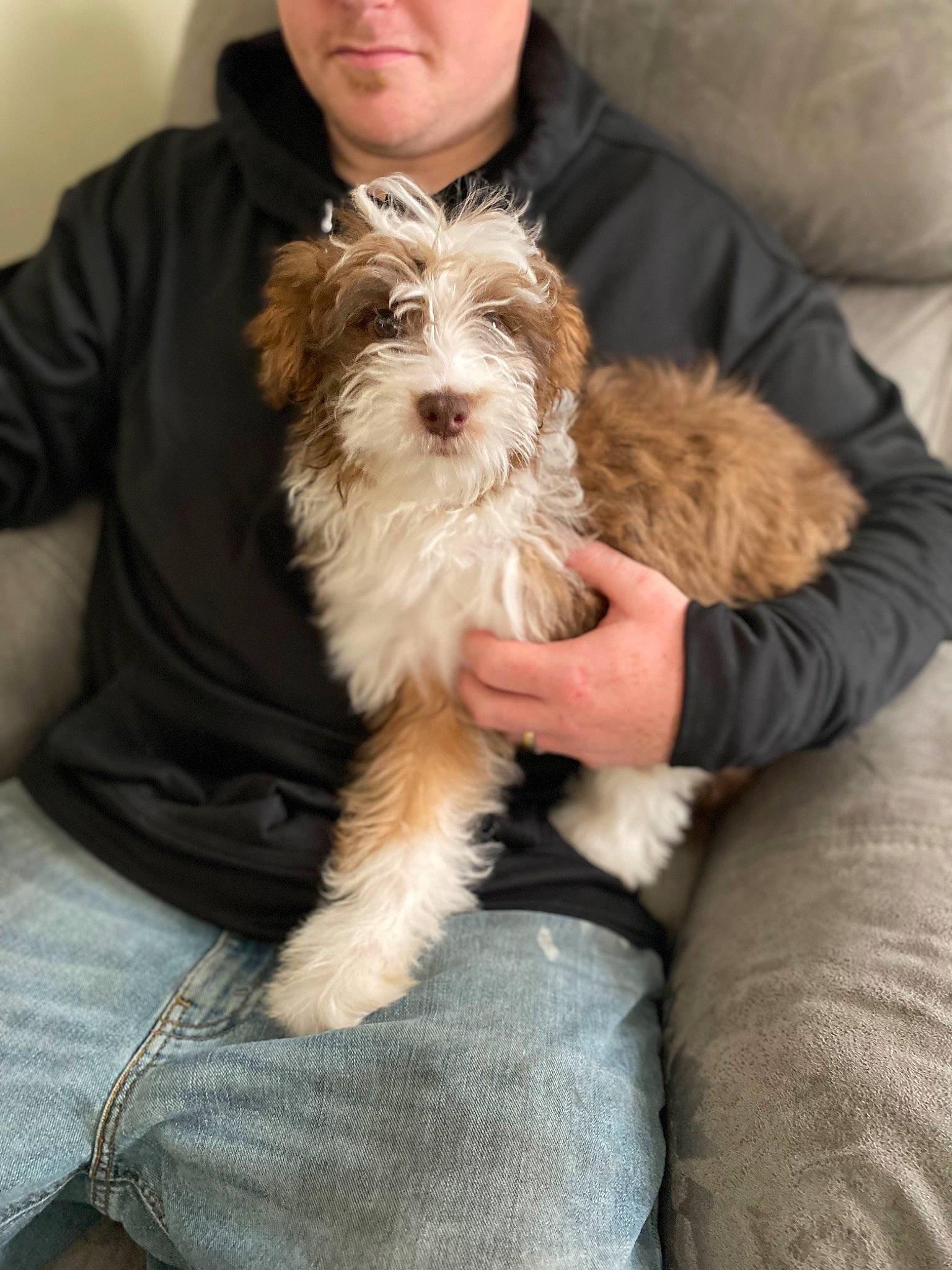 Oliver is registered to the contest to win money with this photo: canidae, carnivore, chair, clothing, comfort, companion_dog, denim, dog, dog_breed, ear, fawn, fur, liver, maltepoo, sitting, small_terrier, sporting_group, terrier, toy_dog, working_animal