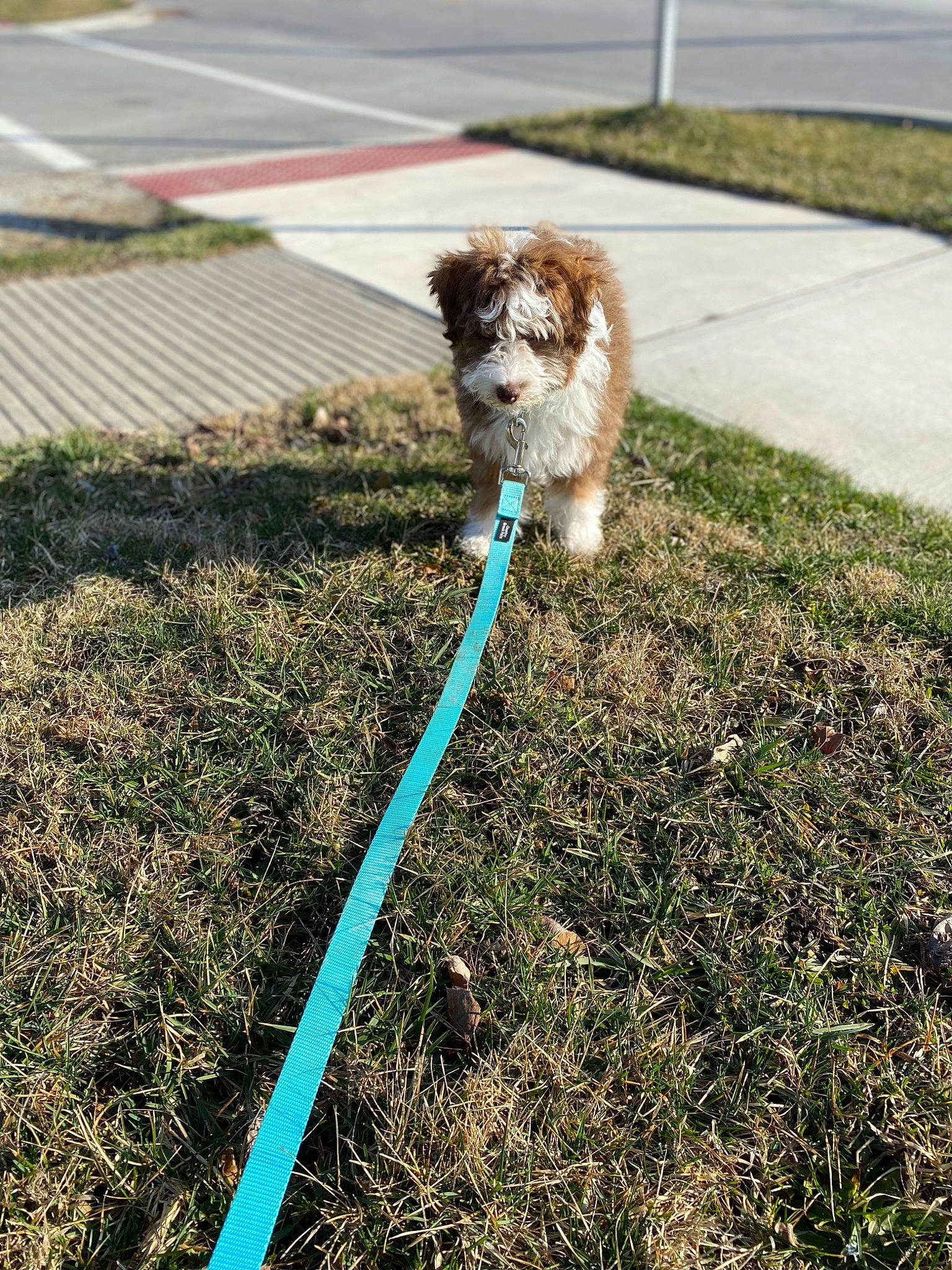 Oliver joined the competition — help win amazing prizes! asphalt, canidae, carnivore, companion_dog, dog, dog_agility, dog_breed, fawn, garden_hose, grass, hose, lawn, leash, line, plant, road_surface, soil, tail, terrier, toy_dog