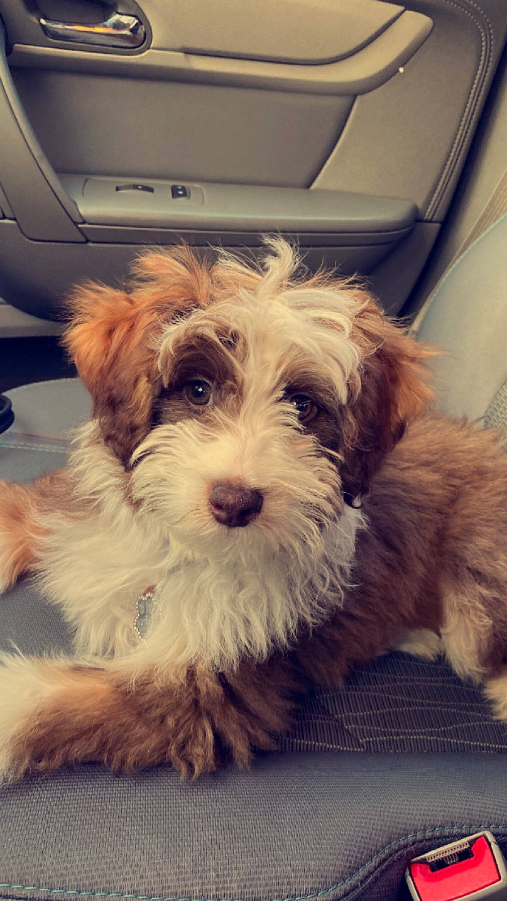 Oliver joined the competition — help win amazing prizes! biewer_terrier, canidae, carnivore, cloud, companion_dog, dog, dog_breed, fur, heat, maltepoo, meteorological_phenomenon, puppy, puppy_love, small_terrier, snout, sporting_group, square, terrier, toy_dog, working_animal