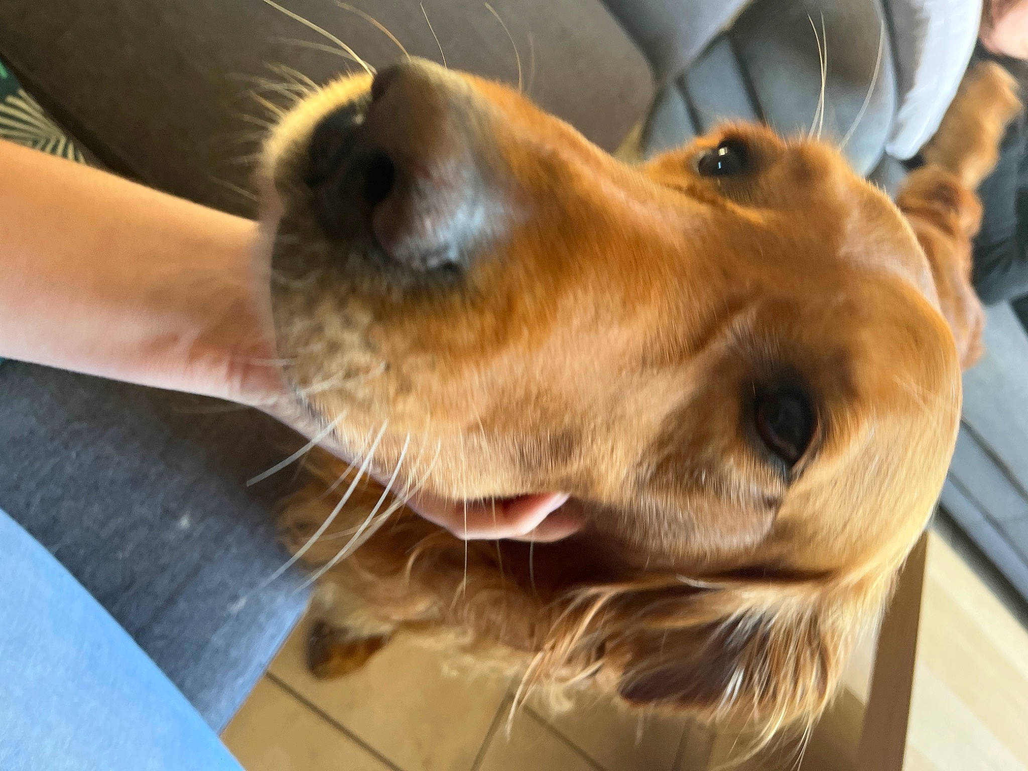 Link participe au concours pour gagner de l'argent avec cette photo : canidae, carnivore, collar, companion_dog, dog, dog_breed, ear, fawn, fur, jaw, liver, pet_supply, retriever, selfie, snout, sporting_group, terrestrial_animal, whiskers, working_animal