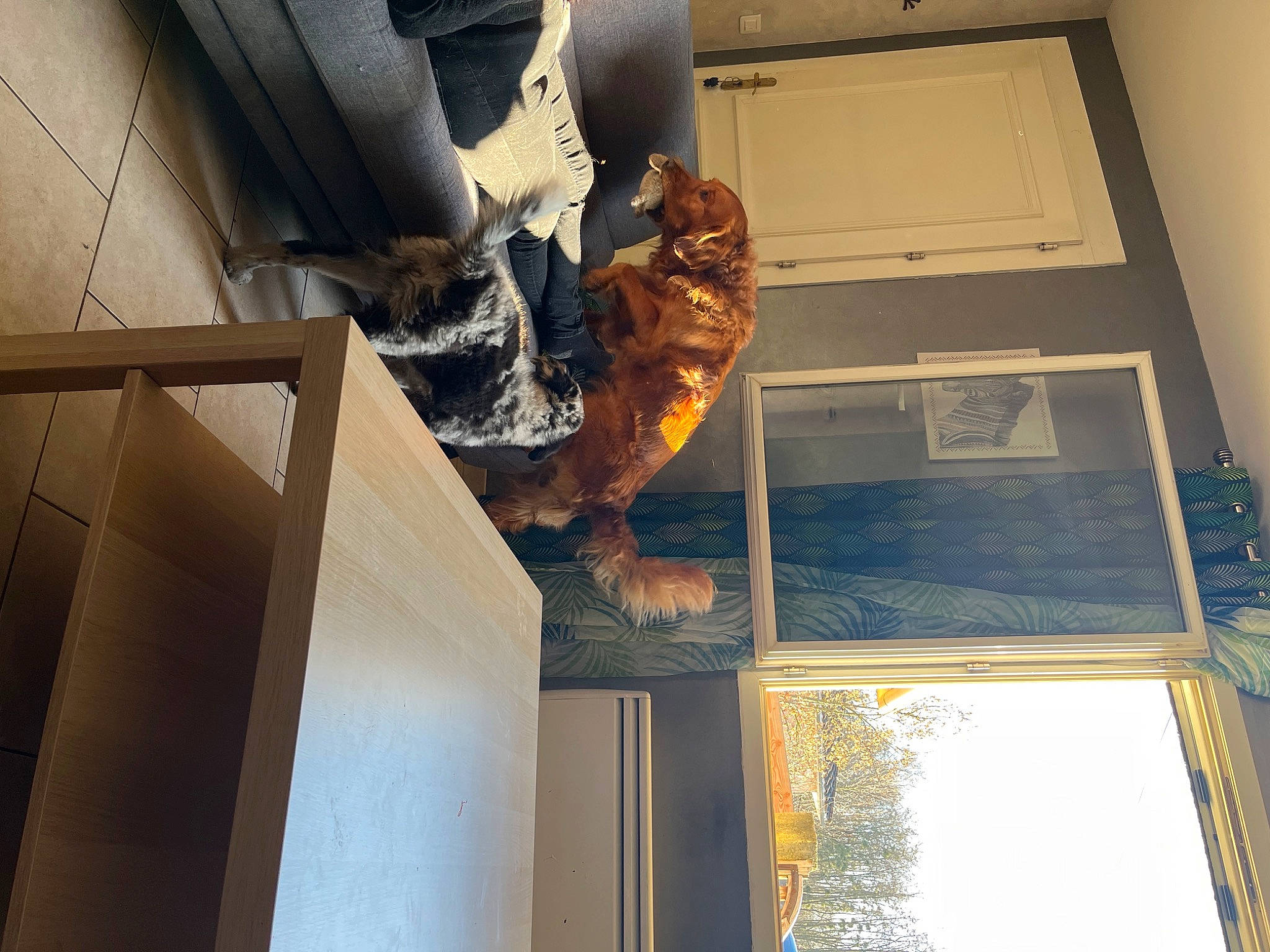 Link participe au concours pour gagner de l'argent avec cette photo : art, building, carnivore, ceiling, door, dress, felidae, floor, flooring, hardwood, house, reptile, room, sculpture, statue, tail, tints_and_shades, tree, window, wood