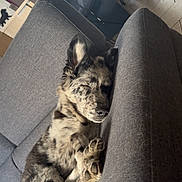 Tommy a rejoint le concours — aidez-le/la à gagner de superbes lots ! dog, sleeping, couch, indoor, furniture, gray, pet, cozy, relaxed, fur, animal, paw, living_room, houseplant, table, chair, tile_floor, domestic, companion, resting