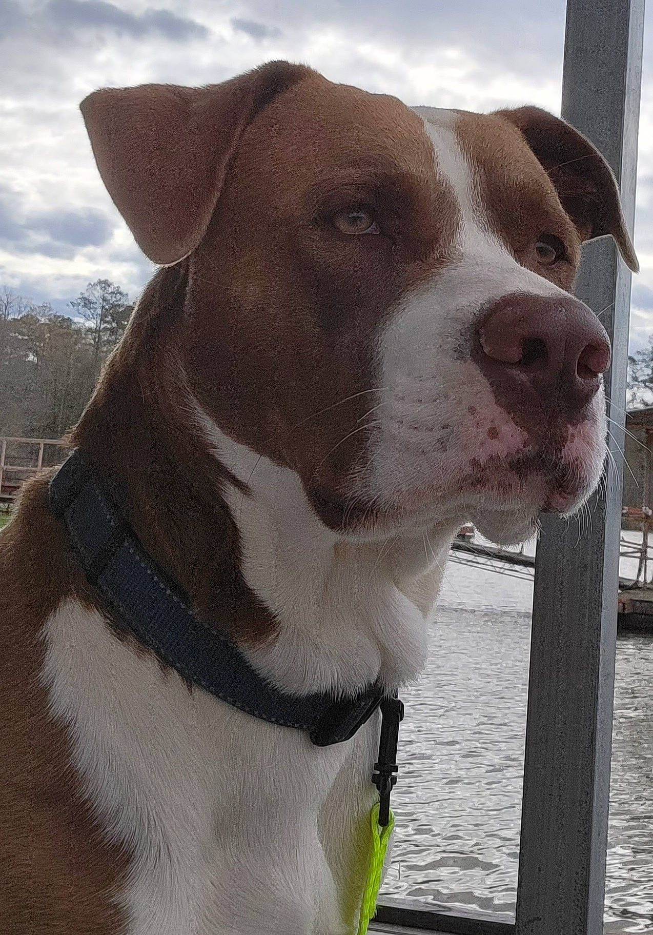 Legion is registered to the contest to win money with this photo: canidae, carnivore, cloud, collar, companion_dog, dog, dog_breed, dog_collar, dog_supply, fawn, fur, leash, liver, pet_supply, sky, snout, sporting_group, water, whiskers, working_animal