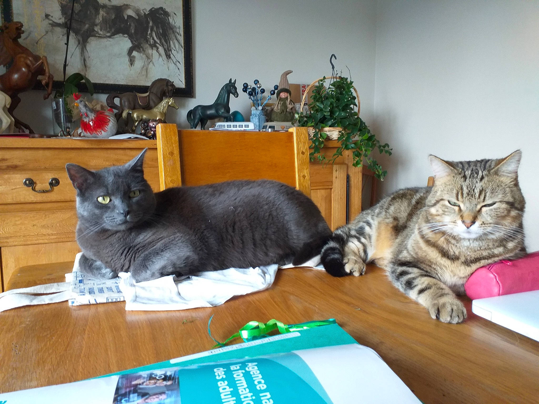 Alili participe au concours pour gagner de l'argent avec cette photo : black_cat, bookcase, carnivore, cat, comfort, domestic_short_haired_cat, felidae, fur, houseplant, interior_design, mammal, picture_frame, plant, room, small_to_medium_sized_cats, table, tail, vertebrate, whiskers, wood