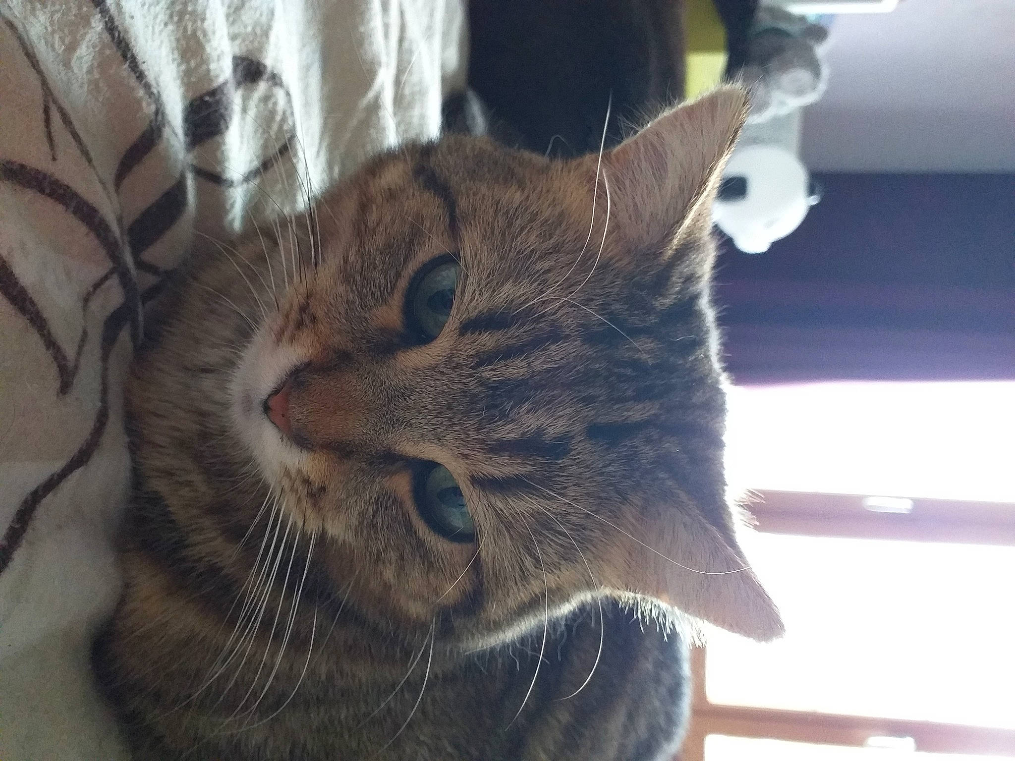 Alili participe au concours pour gagner de l'argent avec cette photo : carnivore, cat, claw, comfort, domestic_short_haired_cat, ear, eye, fawn, felidae, fur, head, paw, small_to_medium_sized_cats, snout, terrestrial_animal, whiskers, window