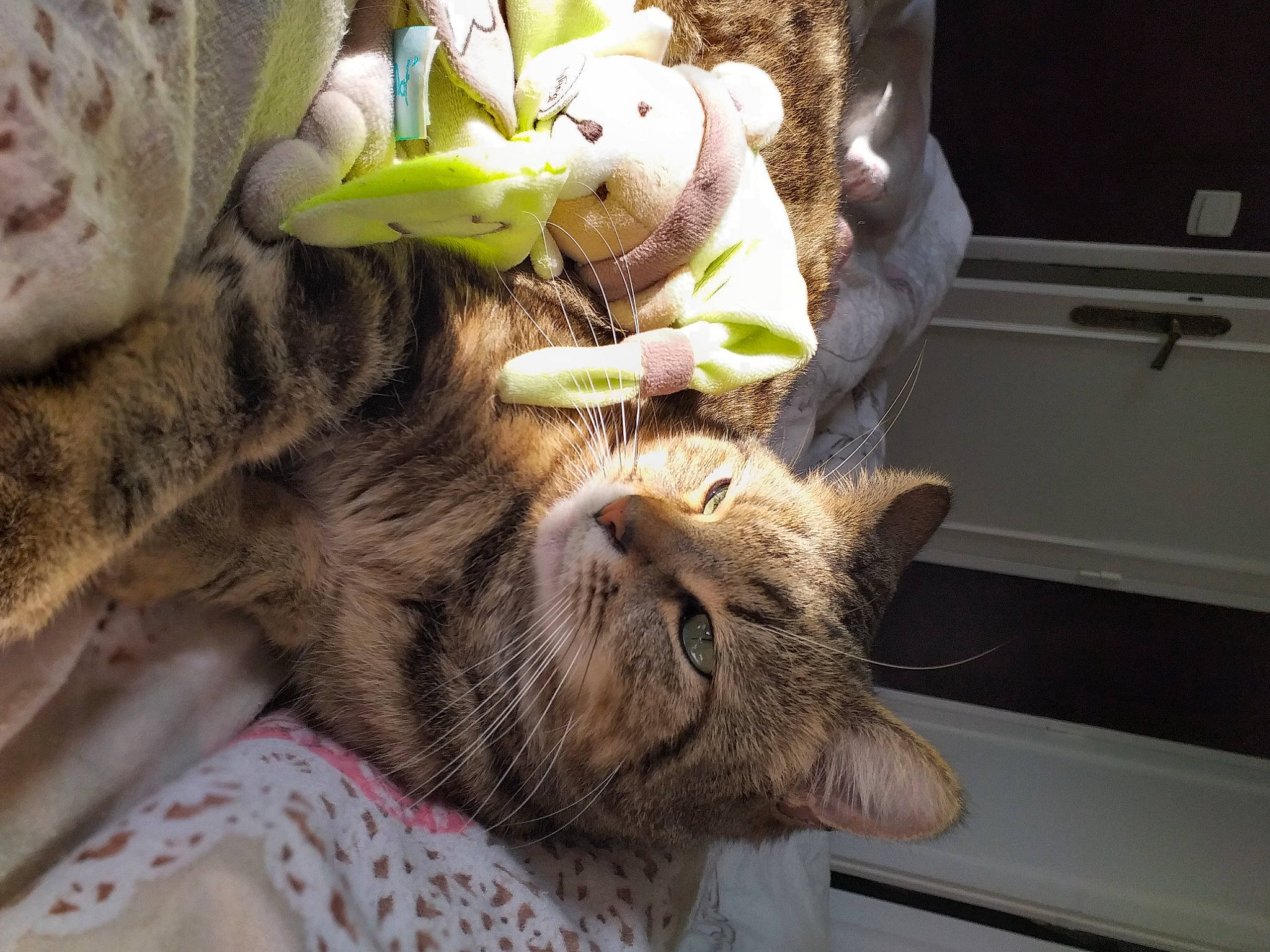 Alili a rejoint le concours — aidez-le/la à gagner de superbes lots ! carnivore, cat, claw, domestic_short_haired_cat, ear, fang, fawn, felidae, fur, gesture, mammal, paw, plant, small_to_medium_sized_cats, snout, stuffed_toy, tail, toy, vertebrate, whiskers