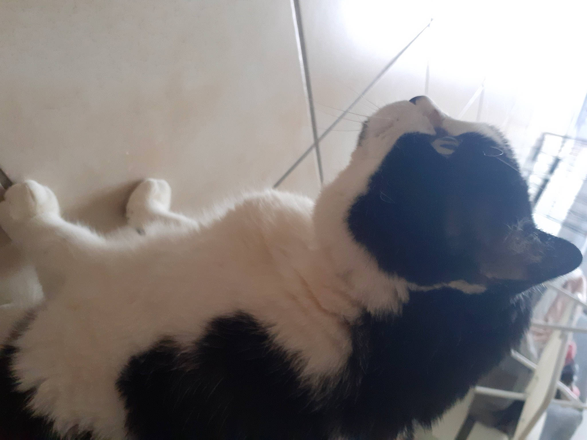 Tex a rejoint le concours — aidez-le/la à gagner de superbes lots ! canidae, carnivore, cat, claw, comfort, companion_dog, dog_breed, domestic_short_haired_cat, felidae, flooring, fur, paw, pet_supply, small_to_medium_sized_cats, snout, sporting_group, tail, terrestrial_animal, whiskers, working_animal