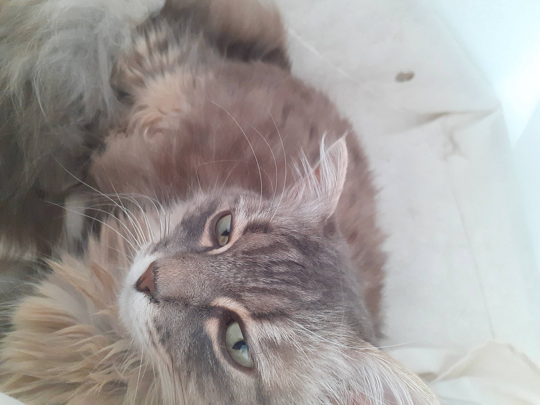 Nessie a rejoint le concours — aidez-le/la à gagner de superbes lots ! british_longhair, carnivore, cat, domestic_short_haired_cat, ear, eye, felidae, fur, grey, maine_coon, small_to_medium_sized_cats, snout, terrestrial_animal, whiskers