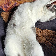 Lily a rejoint le concours — aidez-le/la à gagner de superbes lots ! blanket, cat, comfort, couch, cozy, feline, fur, grey_spots, home, indoor, nap, patterned_cushion, paw, pet, relaxed, resting, sleeping, soft, stretched_out, white_cat