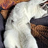 blanket, cat, comfort, couch, cozy, feline, fur, grey_spots, home, indoor, nap, patterned_cushion, paw, pet, relaxed, resting, sleeping, soft, stretched_out, white_cat