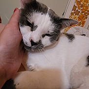 Lily participe au concours pour gagner de l'argent avec cette photo : cat, white, gray, sleeping, hand, pet, indoor, relaxed, closeup, fur, paw, chin_scratch, wallpaper, floral, human, comfort, resting, animal, domestic, cute