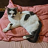 Lily a rejoint le concours — aidez-le/la à gagner de superbes lots ! bed, blanket, cat, couch, cozy, domestic_animal, feline, fur, furniture, gray_spots, household, indoor, pet, pillow, pink_pillow, relaxed, resting, sleepy, soft_lighting, white_cat