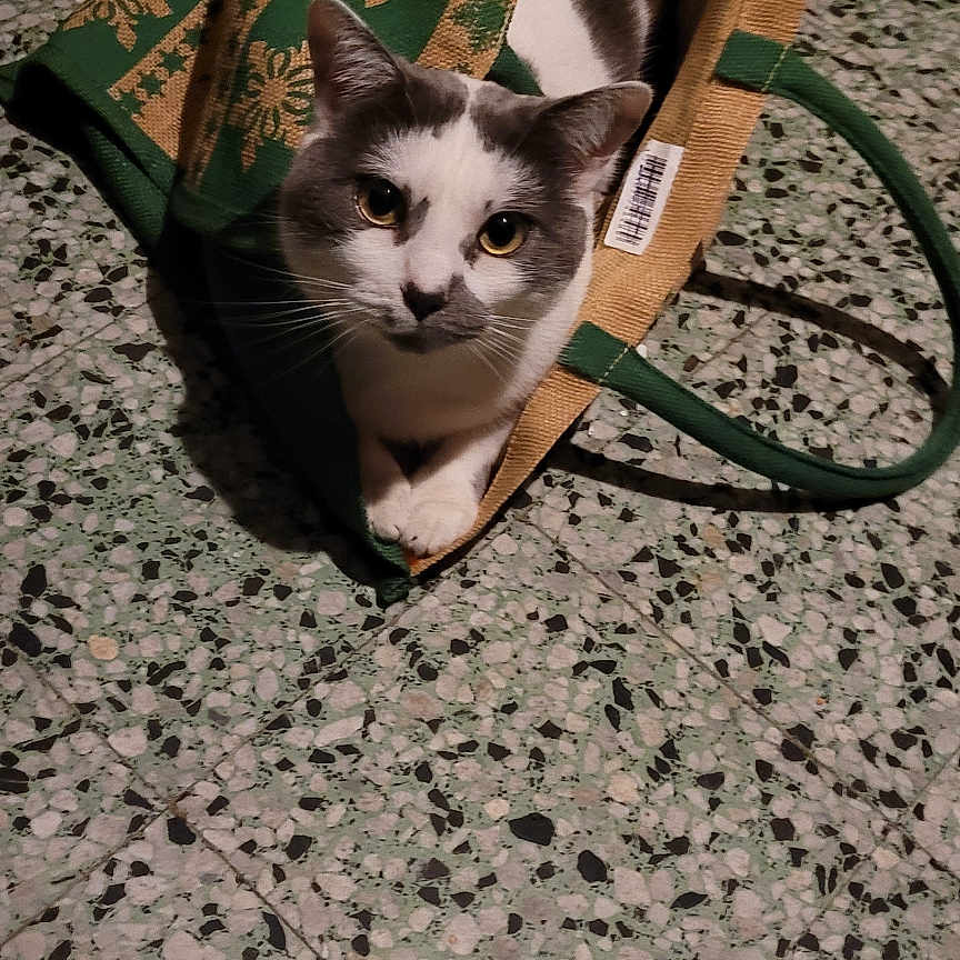 Lily