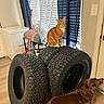 cat, dog, tires, indoor, curtains, floor, orange_cat, brown_dog, pet, household, window, furniture, curious, stacked_tires, dachshund, tabby_cat, wood_floor, cozy, domestic, animal