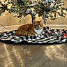 Cheeto is registered to the contest to win money with this photo: cat, orange_tabby, christmas_tree, tree_skirt, ornaments, lights, indoor, holiday, decorations, floor, feline, relaxed, festive, warm_lighting, cozy, brown_floor, white_wall, home, pet, animal