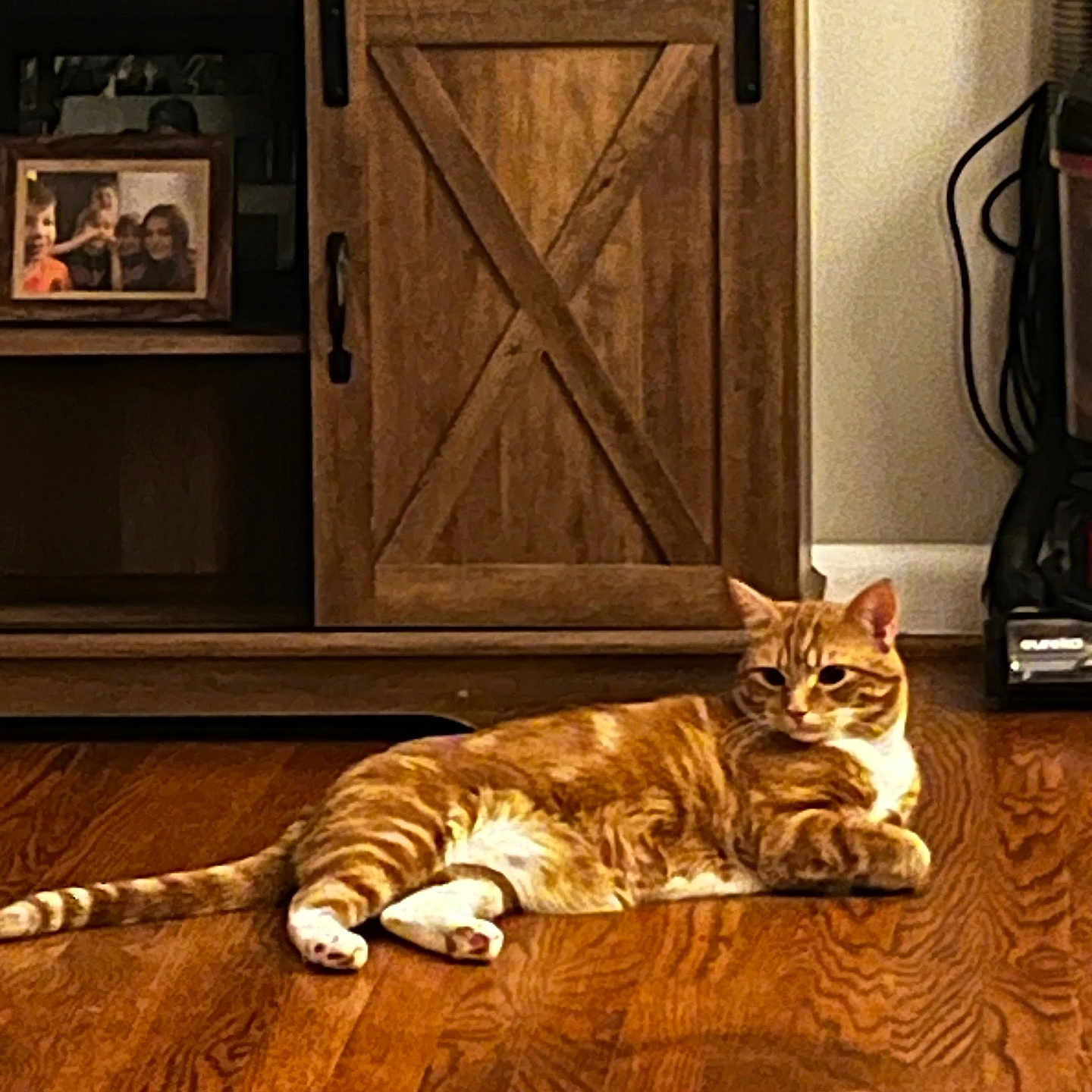 Cheeto joined the competition — help win amazing prizes! cat, orange_tabby, wooden_floor, cabinet, vacuum_cleaner, family_photos, indoor, pet, relaxed, furniture, home, living_room, floor, resting, domestic_animal, animal, brown, white, striped, cozy