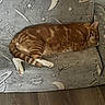 Cheeto is registered to the contest to win money with this photo: cat, orange_tabby, sleeping, armchair, space_theme, moons, stars, furniture, indoor, cozy, pet, animal, resting, fur, whiskers, paws, tail, home, relaxation, cute
