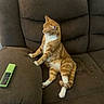 cat, ginger_cat, white_fur, brown_couch, remote_control, indoor, pet, furniture, relaxed, sitting, curious, home, living_room, upholstery, domestic_animal, animal, cute, whiskers, paw, tail