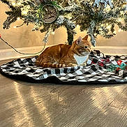Cheeto is registered to the contest to win money with this photo: cat, tabby_cat, christmas_tree, holiday_decor, ornaments, lights, tree_skirt, checkered_pattern, wooden_floor, indoor, pet, feline, relaxed, decorations, festive, cozy, animal, orange_cat, striped_cat, domestic_cat
