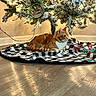 cat, tabby_cat, christmas_tree, holiday_decor, ornaments, lights, tree_skirt, checkered_pattern, wooden_floor, indoor, pet, feline, relaxed, decorations, festive, cozy, animal, orange_cat, striped_cat, domestic_cat